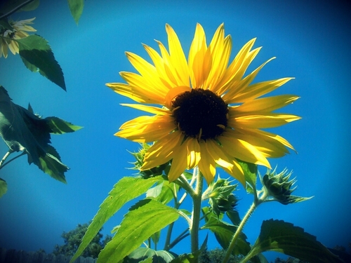 JoAnnSterner's profile picture. 