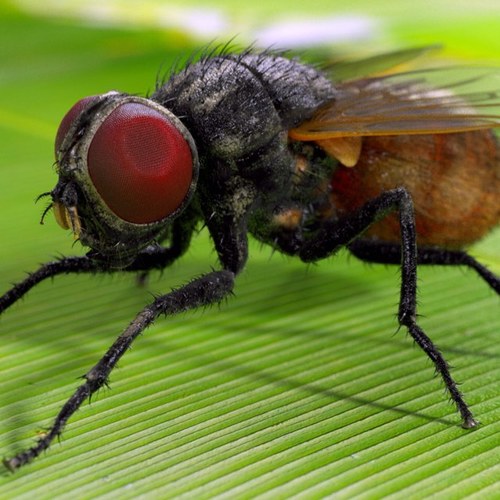 STRAIGHT FROM THE ORDER OF DIPTERA: ENJOYS THROWING UP ON YOUR FOOD, FEELING UP ON YOUR BAE AND LAUGHING AT YOUR FAILED ATTEMPTS TO SWAT ME