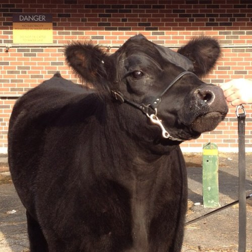 Showing livestock, judging, and having a good time while doing it!