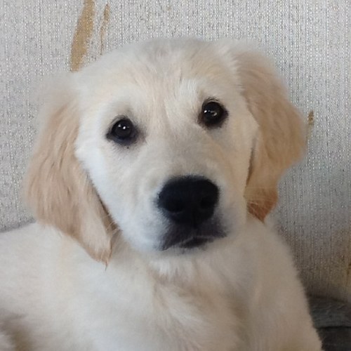 Just a puppy golden retriever atm... Love to chew, yup... Oh and balls woofin love em...
Hate bein told what to do,, sit,stay,come grrrrrrrrrr