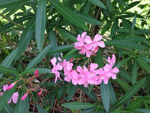 67seachelle's profile picture. 