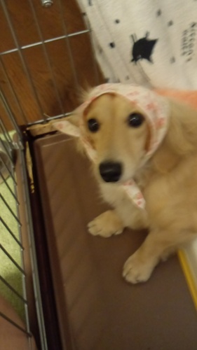 ダックス(飼い犬あぽろう)含む犬全般らぶ。始めたばかりです。ラルク、海外ドラマ好き。フォロー歓迎します。