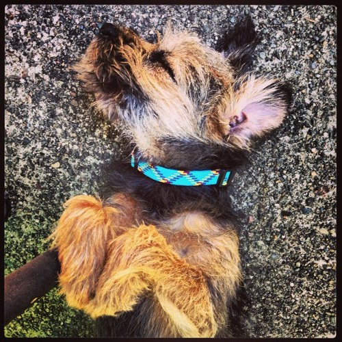 I'm Remington Steele. #borderterrier and son of @owlsquid. #BTposse