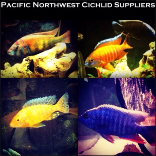 Local African Cichlid breeder serving the Greater Seattle, and Spokane WA area's. We specialize in our Malawi Peacock Cichlids.
