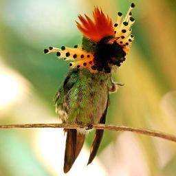 Healing the ❤ of Mother Earth, We Are All Related ~ Mitakye Oya'Sin Blessings, ❤ and Peace to you. ~ Nvwadohiyada. Walela  Dikanogidv Songs of the Hummingbird