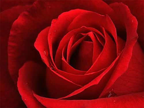 mazerdeci's profile picture. 