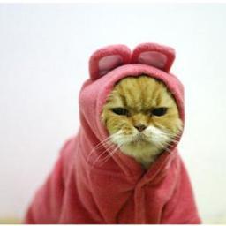 I like cats and cake. Nothing else.
