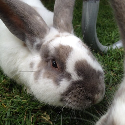 SKaraula's profile picture. 