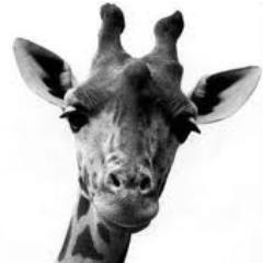 Isalazouz's profile picture. Rythme is love