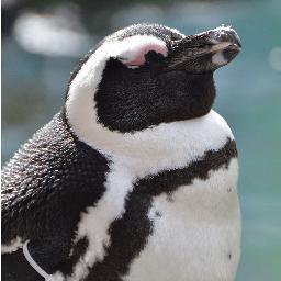 MuttonCurry's profile picture. HAL社内用谷口アカウント