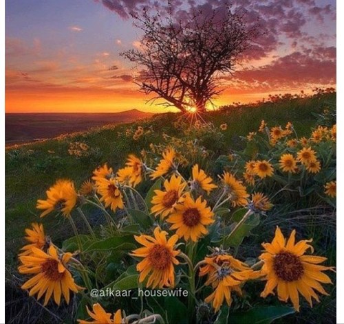 fa19501's profile picture. 