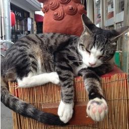 lespros_shushu's profile picture. （株）レプロエンタテインメントのスタッフ。日本語／中文／English。気まぐれにつぶやきます。。リプは全部読ませて頂いています。気軽にフォローを(੭ु´͈ ᐜ `͈)੭ु⁾⁾