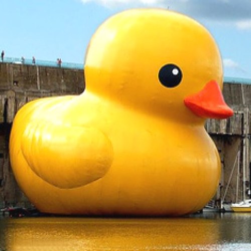 rubber ducky pittsburghduck twitter