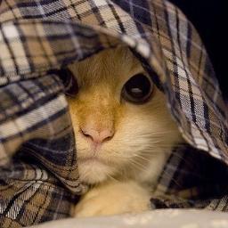 JamilJamjam's profile picture. :3