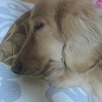 TOMOKO🇯🇵🇩🇪 (@u_and_tomo) 's Twitter Profile Photo
