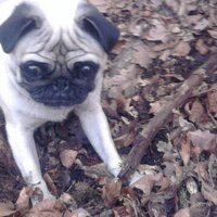 MopsALARM (@marlene_rip) 's Twitter Profile