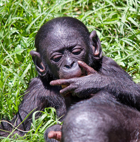 LeSingeBonobo's profile picture. 