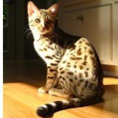 nekogigisabakan's profile picture. 金無し 気力無し 食欲有り！