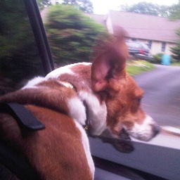 sk8ksw's profile picture. Figure Skating Coach, Dog Lover