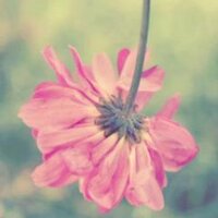 Israa T. Ahmed (@israa_ahmed29) 's Twitter Profile