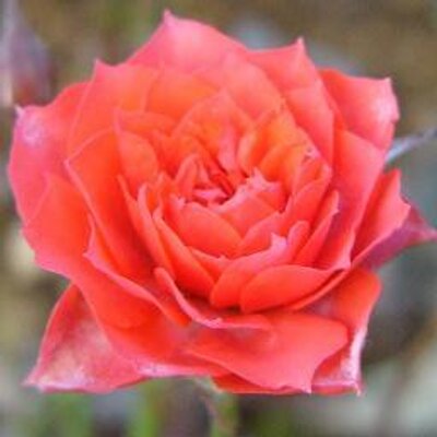 伊奈町情報 Inatowninfo Twitter