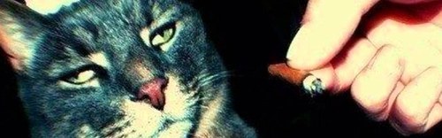 Stoned_cat_'s profile picture. 