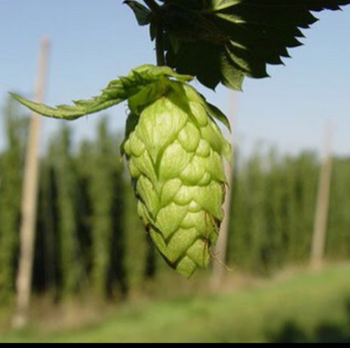 V1BeerGuide's profile picture. Guiding you to the best beer, bars, events, and news related to the Chicagoland craft beer scene. Cheers! #ChiBeer #ILBeer #Chicago #CHI