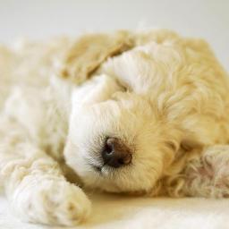 Pupappreciation's profile picture. 