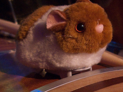 tourhamster's profile picture. my name is richard. I am a hamster who travels around the world