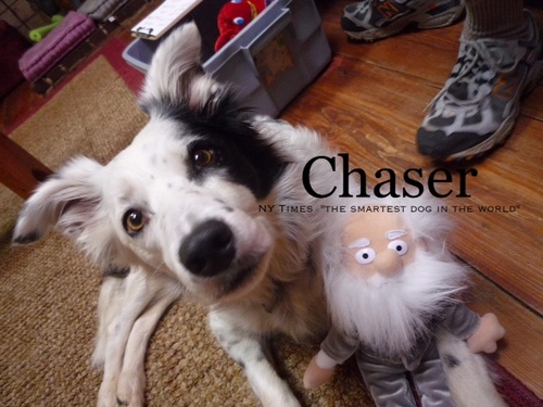 ChasertheBC's profile picture. The Dog who knows 1022 words. Seen on Nova ScienceNOW, ABC World News & Today Show.