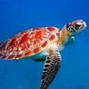 Sharon Vogel - @eat_play_run - Twitter