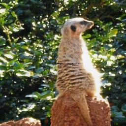 Sandi_kitty's profile picture. 