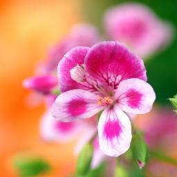 BellaGo98297358's profile picture. 