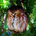 Erin Sisson - @ata_bug - Twitter