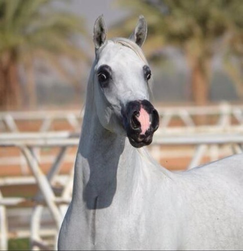 على نياتي .. مأحب التكبر .. أحب المتواضعين .. أعشق الخيل ..