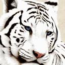 Pasquale Guida - @NAPAYSHNII - Twitter