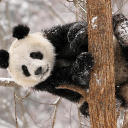 KeksPanda94's profile picture. Student, lazy Panda, likes cookies, plays video games