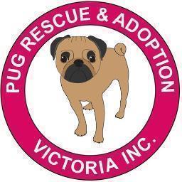 Foster based volunteer charity organisation that understands pugs and works at rescuing, rehabilitating and rehoming them. https://t.co/5vhMMaAcXd