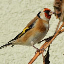Dohnaer's profile picture. Vögel, Natur, Sächsische Schweiz, Osterzgebirge, Regionales