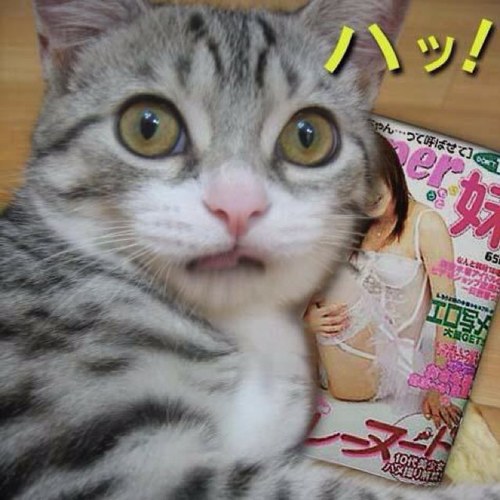 メイン視聴はコレコレさん&たっくーTV。無言フォロー失礼します。 コレリスさんは基本フォロバします。 社畜なので配信外は低浮上。😓出会い系、投資勧誘系、エロ系❌ よろしくオナシャス🙇