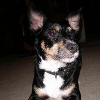 Vickie Darrell (@vtdarrell) 's Twitter Profile
