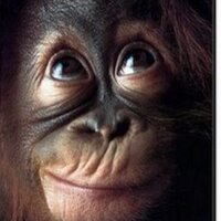 فولو باك  (@monkey99m) 's Twitter Profile