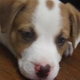 Adoption Hours are 11:00-4:30 Monday-Friday. Adoption Fees is $125.00 for Dogs&Puppies & Cats&Kittens over a Yr is $75.00 Cats&Kittens under a Yr is $90.00
