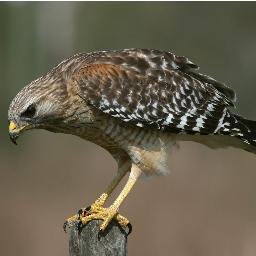 _geolocator's profile picture. 