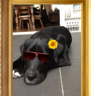 Ik ben Taffy een eigenwijs meisje, mijn papa is een berner senner, mijn mama een labrador, ik heb hier een zusje @SuperGuusje