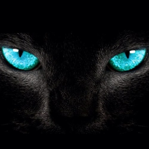 chocolatecat7's profile picture. I am shadowclans proud new leader, and we are still standing strong!! I am a she-cat, but DONT underestimate me......