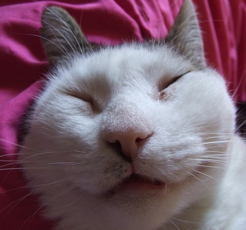 Listening to Iron Maiden *purrpurr