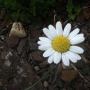 Felicity Brown - @fliss_brown - Twitter