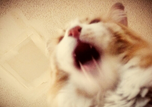 cottonlungs's profile picture. Something to break me away from everyday life and to be a little more creative!