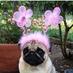 Noodlesthepug (@bkteac) Twitter profile photo Noodlesthepug (@bkteac) Twitter profile photo